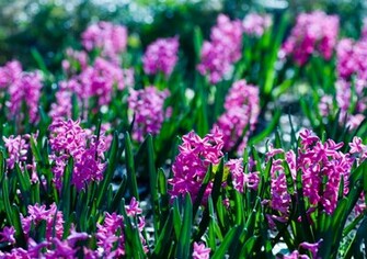 Flower Garden Wallpaper S