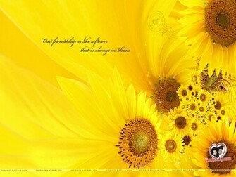 Sunflower Desktop Wallpaper ImgHD Browse And