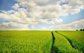 Theme Bin Archive Summer Field HD Wallpaper