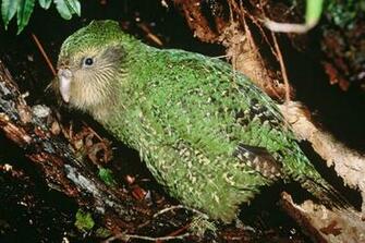Best Kakapo Wallpaper