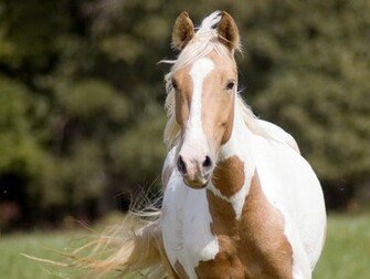 Image Paint Horse Wallpaper Yvt2 Jpg Howrse Wiki