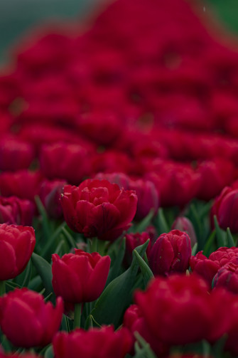 Red Tulips In Close Up Photography Photo Image