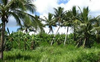 Tropical Island Nature Widescreen Desktop Background