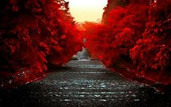 Red Trees Along The Road Hq Wallpaper
