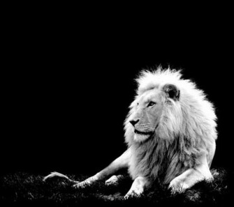 Lion Desktop Wallpaper Black And White