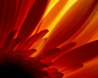 Glowing Flower Wallpaper HD
