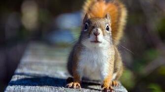 Red Squirrel Mystery Wallpaper