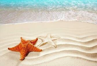 Related Keywords Suggestions For Ocean Starfish