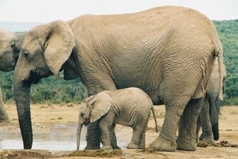 Elephant Wallpaper