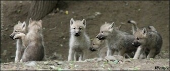 Mafia Of Baby Wolves By Woxys