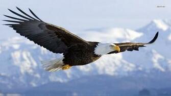 Bald Eagle HD Wallpaper Top Background