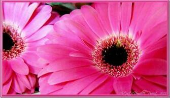 Hot Pink Gerber Daisy Wallpaper Creative Memes