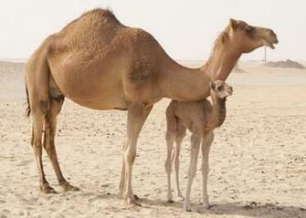 Camels HD Wallpaper High Definition Background