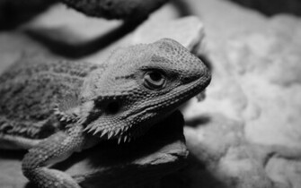 Bearded Dragon Wallpaper