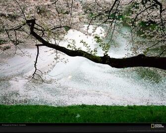 Cool Wallpaper Cherry Blossom Flower