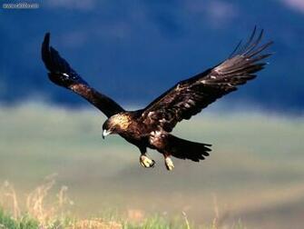 Animals Coming In For A Landing Golden Eagle Picture Nr