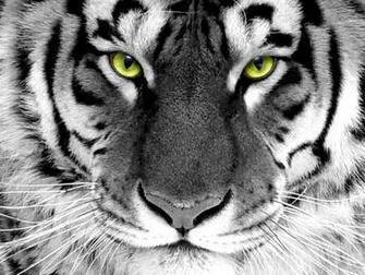 Best Desktop HD Wallpaper Tiger