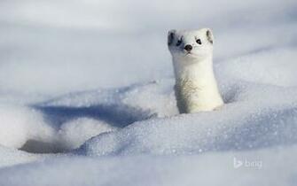 HD Wallpaper Stoat