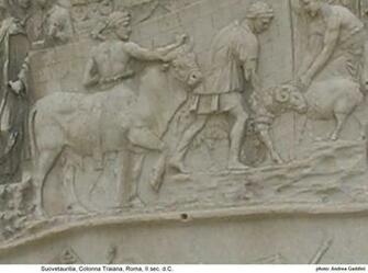 Chianina Andrea Gaddini