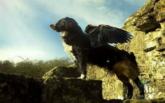 Flying Dog Cool Awesome HD Wallpaper Desktop Background