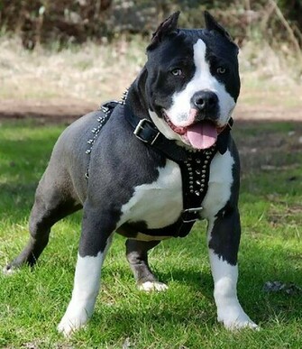 Funny American Pitbull Terrier Animals