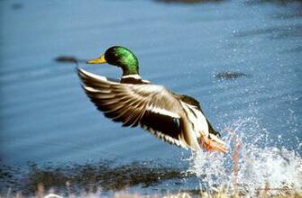 Mallard Wallpaper And Background Image Net