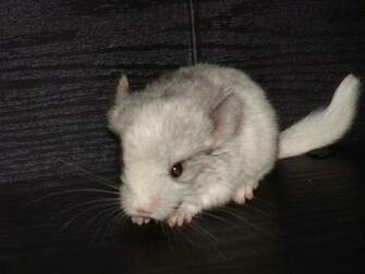 Chinchilla Image Random Baby Chinchilas Wallpaper And