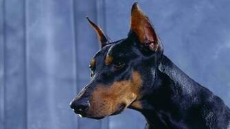 Animals Dogs Wallpaper Doberman Pinscher
