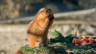 Wallpaper Gopher Rodent Eats Widescreen