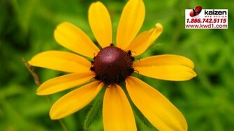 Single Flower Desktop Wallpaper Kaizen Media