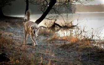 Golden Retriever Wallpaper HD Image Dogs