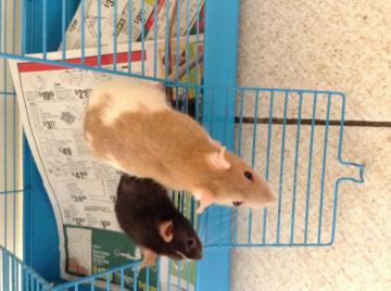 Ratties Rats Photo