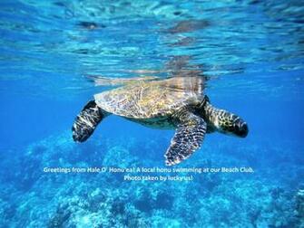 Hale O Honu Ea At The Fairways Mauna Lani Br Perfect For