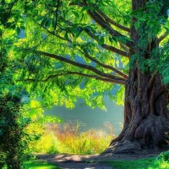 iPad Background Summer Tree Air Wallpaper