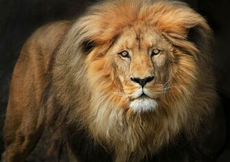 Wallpaper Face Lion HD Car Pictures