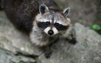 Raccoon Computer Wallpaper Desktop Background Id