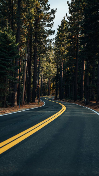 Road Yellow Marks Trees Forest Wallpaper