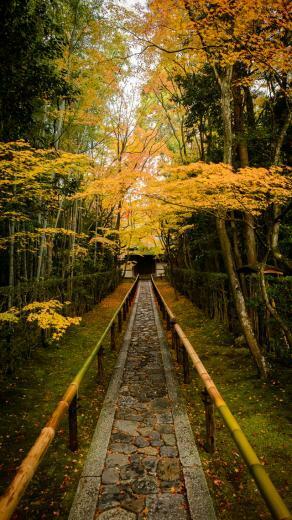 Beautiful Scenic Path iPhone Wallpaper