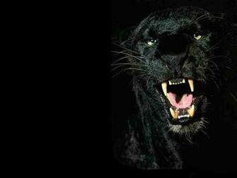 Wallpaper You Black Panther