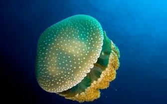 Jellyfish Computer Wallpaper Desktop Background Id