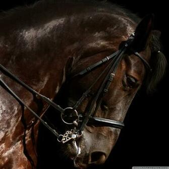 Brown Horse Head 4k HD Desktop Wallpaper For