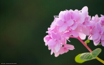 Hydrangea Flower HD Widescreen Wallpaper Flowers Background