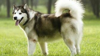 Alaskan Malamute HD Desktop Wallpaper 7wallpaper Net