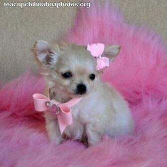 Picture Of Teacup Chihuahua