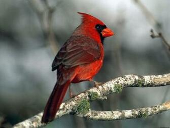 Cardinal Wallpaper HD