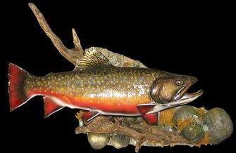 Brook Trout Pictures