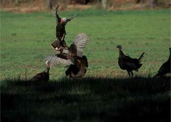 Nwtf Wallpaper Turkey Hunting In Louisiana