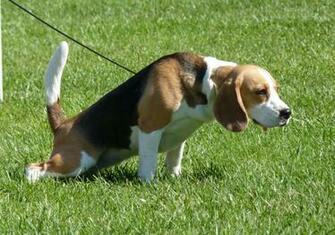 Fotos De Vendo Caes Beagle Lages HD Walls Find Wallpaper