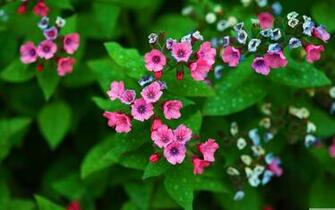 May Flowers Wallpaper Image Thecelebritypix