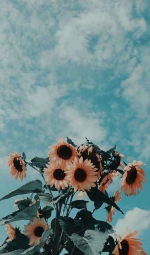 Aesthetic Sky Flowers Nature Background Clouds Sunflower